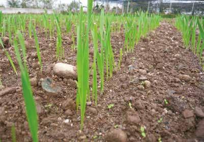 IL CATALOGO Questo catalogo vuole essere uno strumento di lavoro e consultazione per i principali operatori del settore: aziende agricole, distributori, pubblici funzionari.