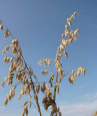 Cereali Foraggeri TYPHON Medio-precoce, alternativo. (-8 rispetto ad Aveny) - Epoca di semina autunnale e primaverile.