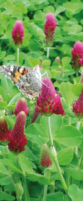 Leguminose Annuali TRIFOGLIO INCARNATO (Trifolium incarnatum) - Trifoglio annuale impiegabile sia nella aree a clima mite che nelle aree più settentrionali, vista la grande resistenza al freddo (fino