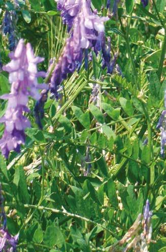 Leguminose Annuali 38 VECCIA COMUNE (Vicia sativa) - Specie annuale a portamento rampicante, utilizzata principalmente in consociazione per la formazione di erbai autunno-primaverili insieme ad altre