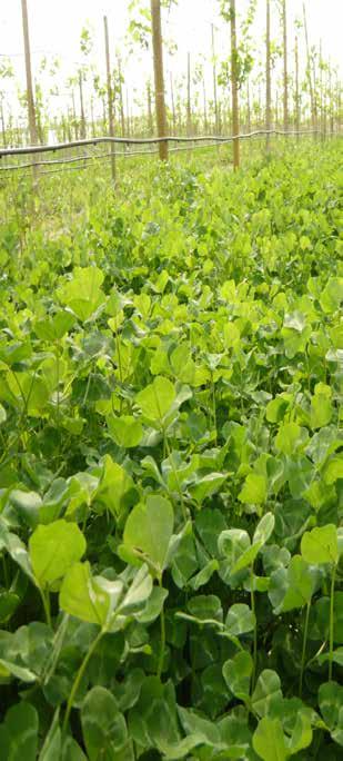 Leguminose Annuali TRIFOGLIO SOTTERRANEO (Trifolium subterraneum) - Questa leguminosa annuale con ciclo autunno-primaverile è la specie autoriseminante per eccellenza grazie alla peculiarità dell