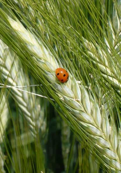 La linea completa di queste colture è distinta dal marchio: La biodiversità, ossia la straordinaria varietà di ecosistemi,