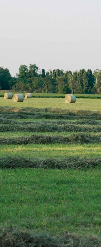 Miscugli da prato MISCUGLI DA PRATO STABILE LA GAMMA DI PADANA SEMENTI ELETTE - Il prato stabile è un sistema complesso che deve avere una durata di più anni.