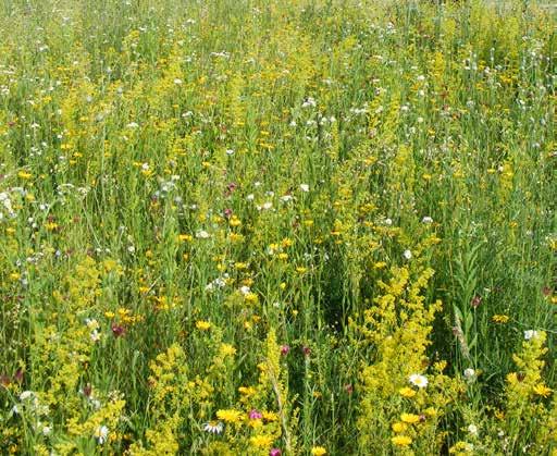 - Indicato per ottenere il massimo effetto di prato spontaneo dalla ricca e variegata fioritura. - Insuperabile rusticità e valore ecologico, associata ad un interessante risultato estetico.