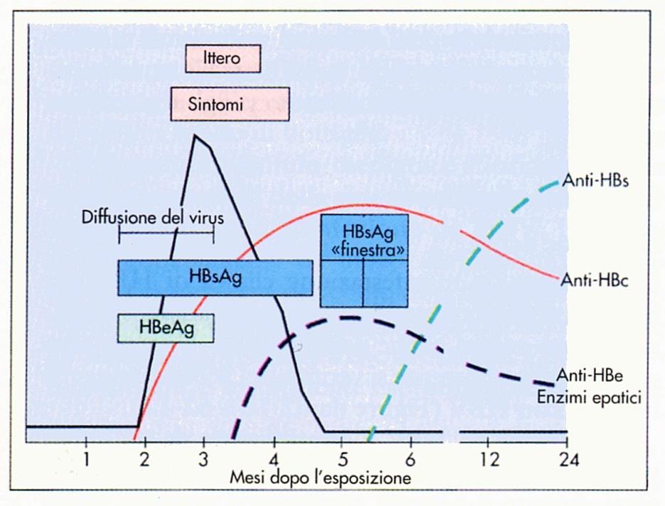 - - - - +/- +/-** - Anti-HBs - - - - - + + HBeAg - + + + - - - HBsAg + + + + + - - infezione da virus + + + +
