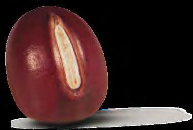 Fagioli Fagioli azuki rossi Piccoli legumi caratterizzati dal sapore dolciastro,