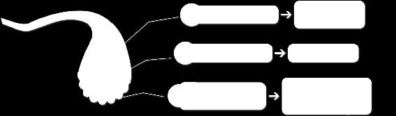 e Chirurgia Implantare. Confezione: Speciale n.12 suture KITDENTEXC1 n 6 suture rif.