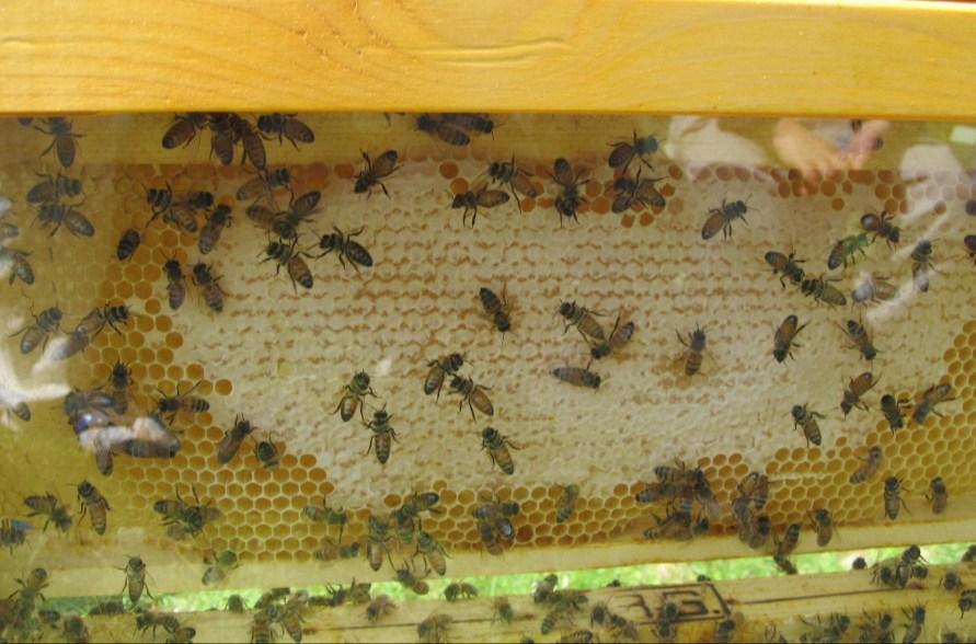 Dentro all arnia ci sono tanti buchini si chiamano cellette, sopra c era il nettare e il polline che diventa miele Viola Sotto c erano tutte