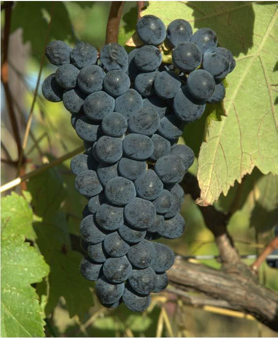 Dimensione piccola Ellissoidale Buccia blu nera Polpa succosa di sapore neutro L Albarossa può essere utilizzata: come