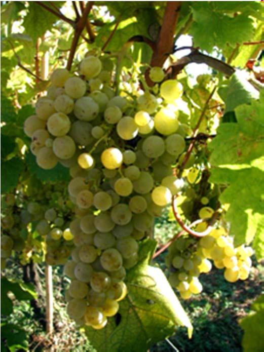 Sferoidale tendente all ellissoidale Buccia verde giallastra tendente all ambrato Polpa succosa di sapore erbaceo Il Bosco può essere utilizzato: come vitigno principale (min.