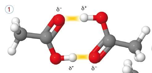Acidi carbossilici: proprietà fisiche e chimiche Tre le molecole di acidi carbossilici si instaurano anche legami idrogeno, tanto che tutti, in fase solida o liquida,