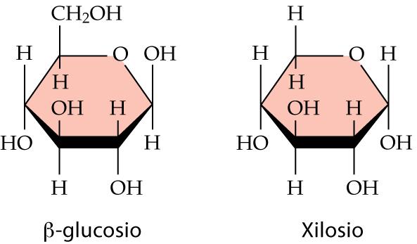 xilosio Possono esservi anche