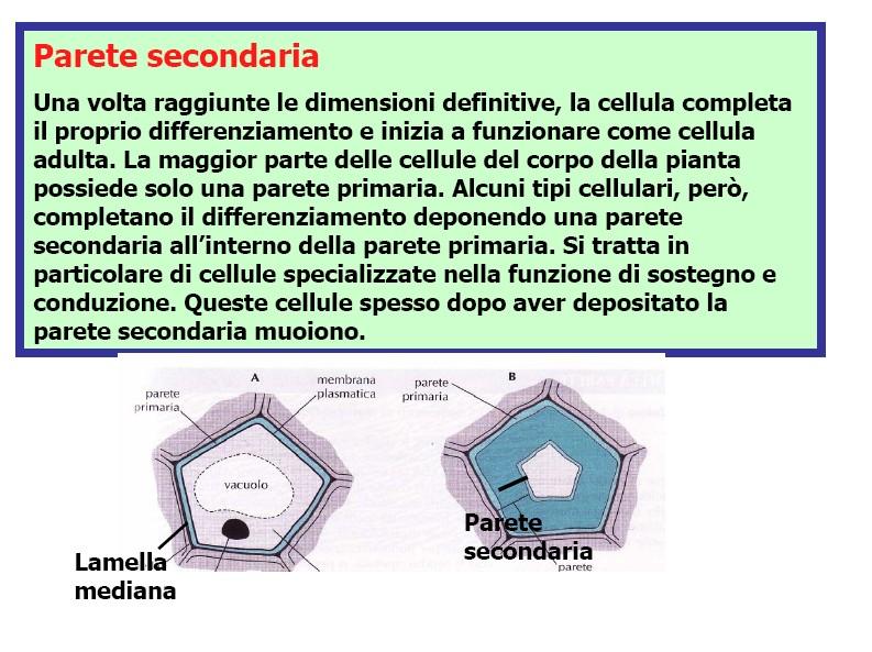 La maggior parte delle cellule di una pianta possiede solo una parete primaria.