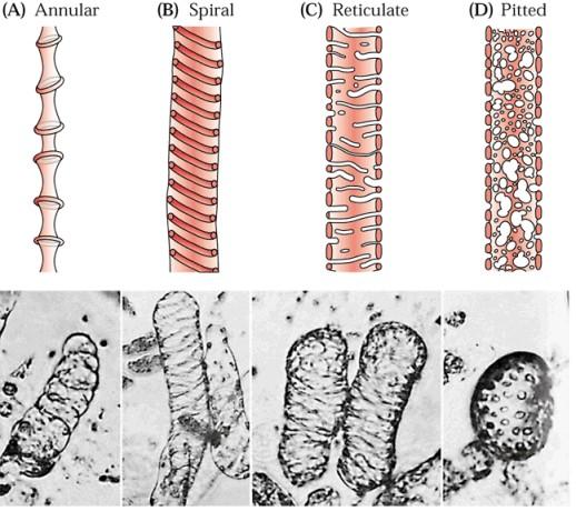 Anulare Spirale