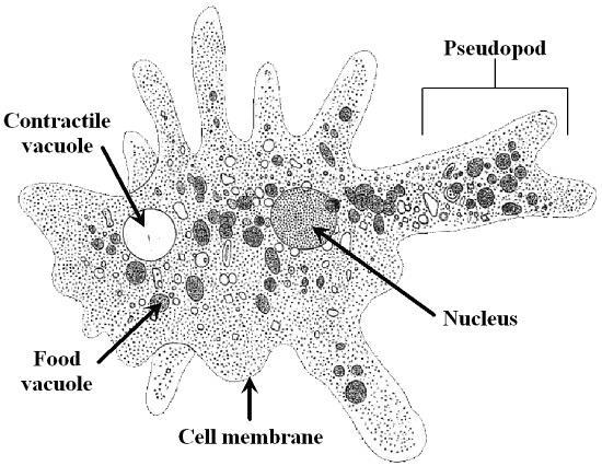 AMEBA Le amebe sono organismi unicellulari la cui cellula varia continuamente forma Si muovono emettendo dal corpo degli pseudopodi (movimento ameboide) Si nutrono assorbendo sostanze nutritive