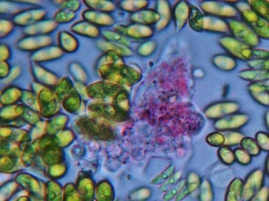 ALGHE UNICELLULARI Sono organismi autotrofi Vivono sulla superficie delle acque dolci o in mare dove costituiscono il plancton (fitoplancton) e in luoghi umidi,