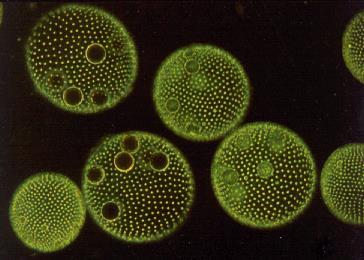 ALGHE VERDI UNICELLULARI Hanno un intenso colore verde per