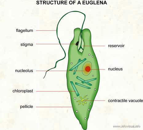 LE ALGHE FLAGELLATE (Euglenophyta) Sono dotate di un flagello Sono