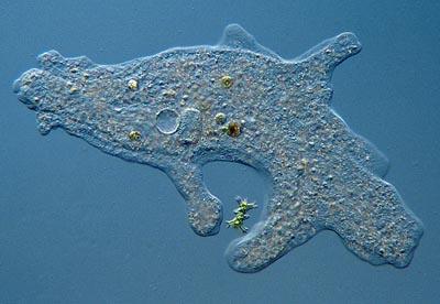 PROTOZOI: le Amebe AMEBE: il corpo di questi protozoi