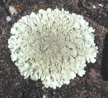 Una simbiosi vincente Fungo Organismo eterotrofo Lichene Alga Organismo autotrofo Organismo costituito da un associazione simbiotica tra un fungo e un alga unicellulare I licheni sono ottimi