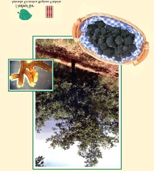 TARTUFICOLTURA: COGLI E COLTIVA L OPPORTUNITA OPPORTUNITA` CONOSCERE IL TARTUFO COME E DOVE PRODURLO UN INVESTIMENTO SICURO PER IL TUO FUTURO FINALITA` DEL CORSO Umbraflor è una delle aziende