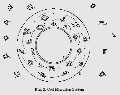 Sistema a membrane per la migrazione cellulare Vaso sanguigno considerato come una regione tra due membrane. Leucociti = membrane indicate come 1,2,3,n.