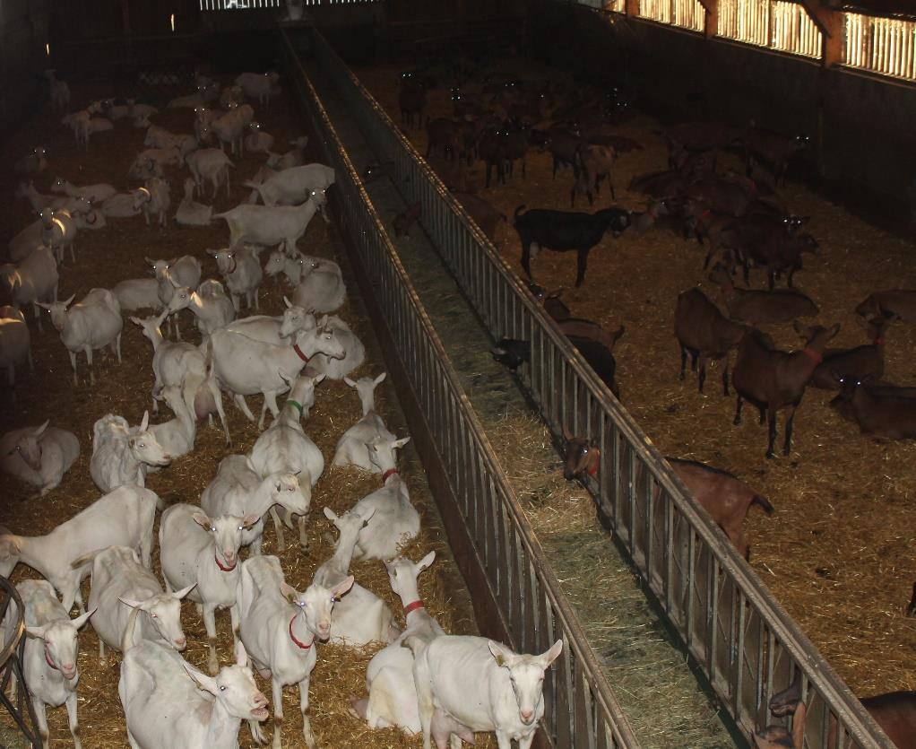 ALIMENTAZIONE: per 8-9 mesi all anno le capre ricevono erba verde a volontà (8-10 Kg a capra) e fieno durante la notte.