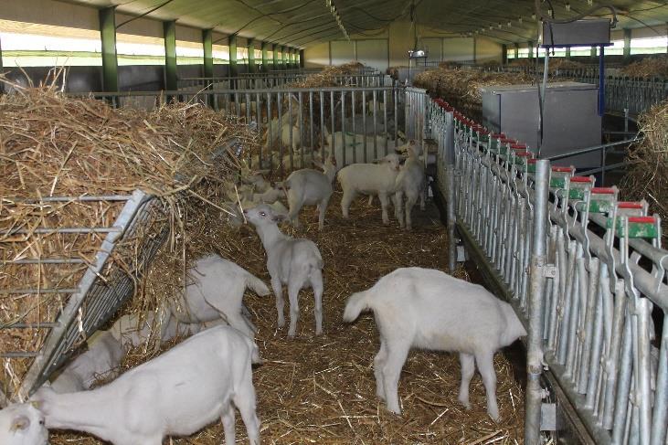 4. AZIENDA GAEC DES ISLES DI GOY XAVIER - 885 CHEMIN DE LA POULE - LES ISLES 26270 LORIOL SUR DROME: 450 capre Saanen in lattazione, tutte destagionalizzate con parti solo a