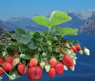 Garda incuriosisce i consumatori Il nome di questa nuova varietà di fragola ricorda il luogo di origine, nelle vicinanze del Lago di Garda.