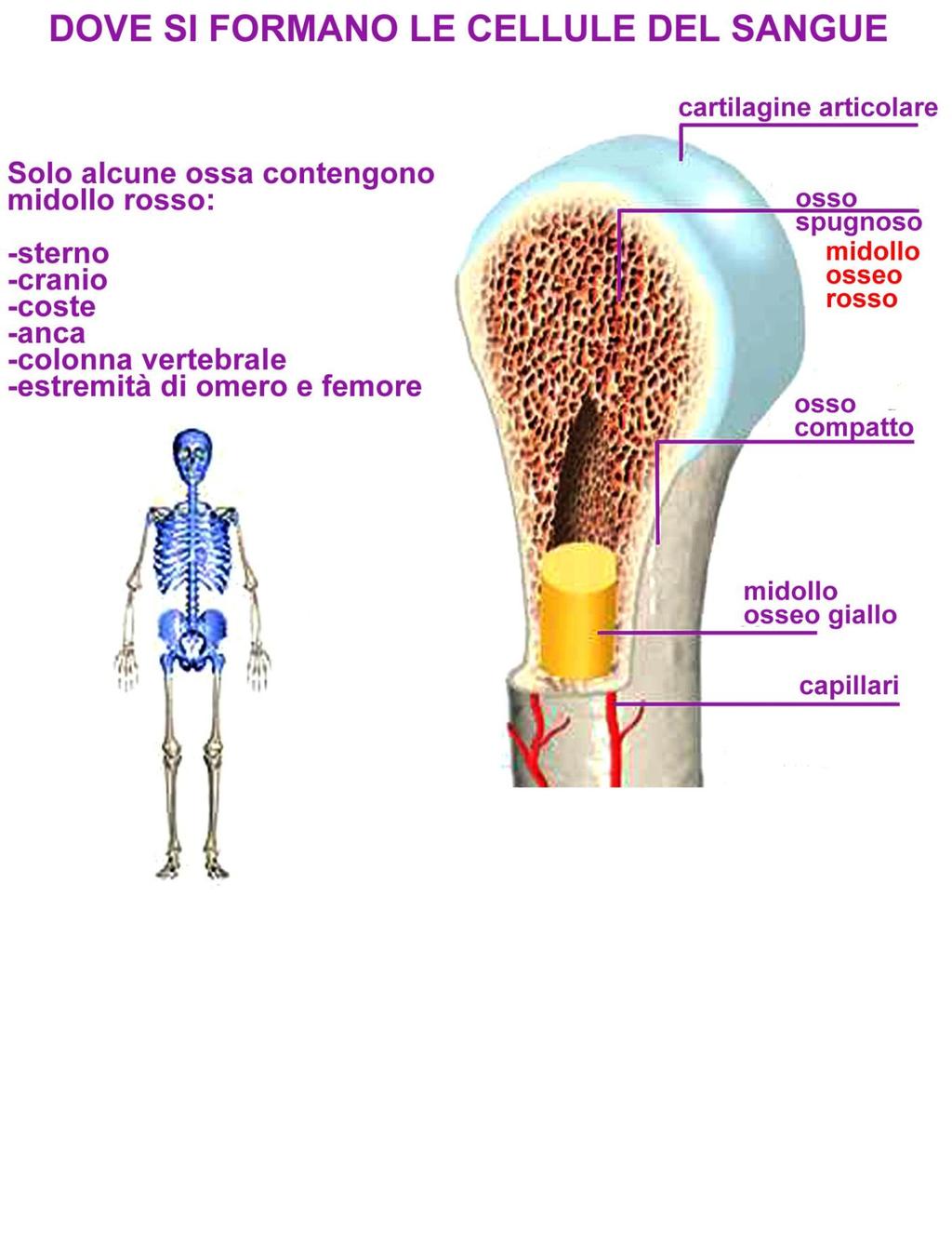 Il processo di formazione