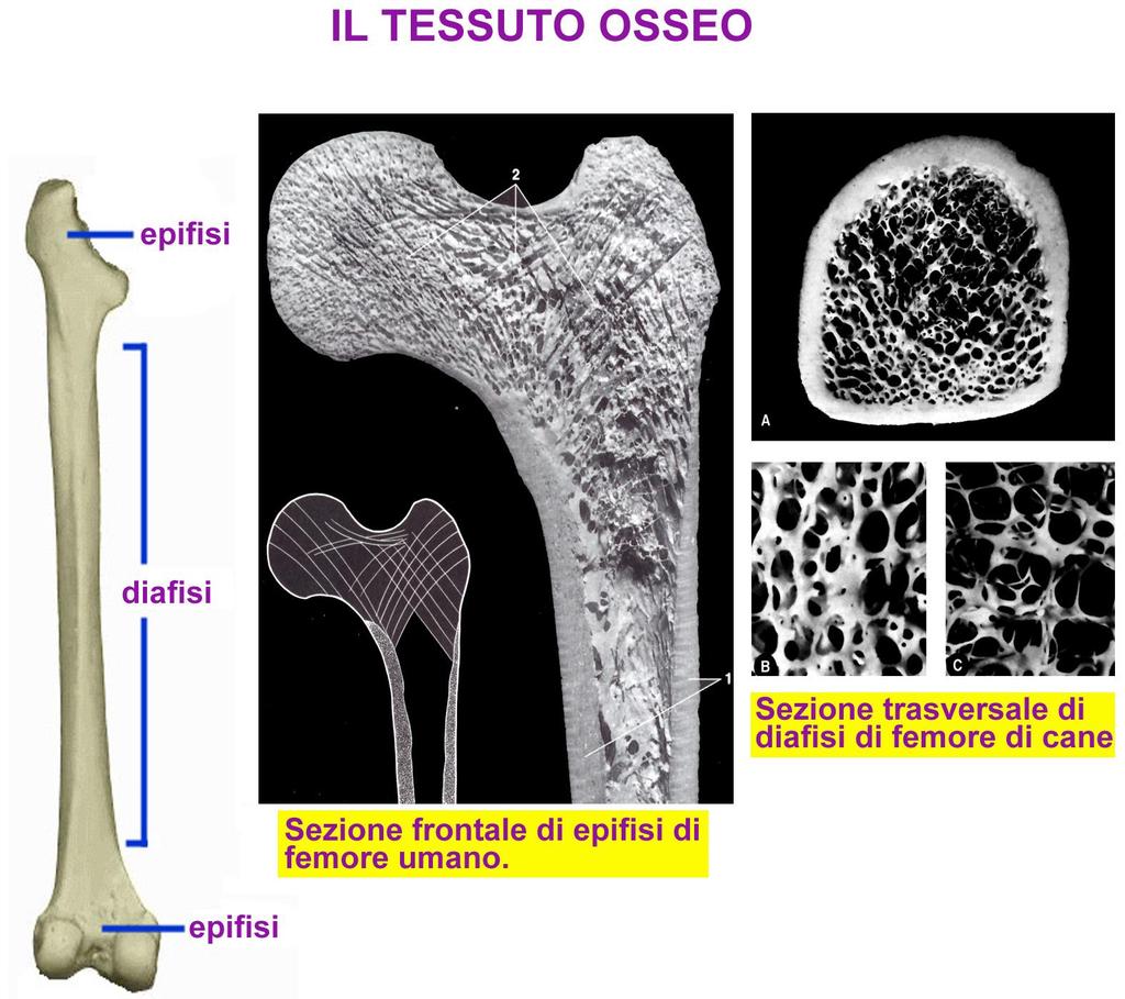 (non lamellare fibre collagene disposte in fasci intrecciati e lacune, con le cellule a distribuzione irregolare, più antico e primitivo) lamellare Tessuto osseo fibre collagene