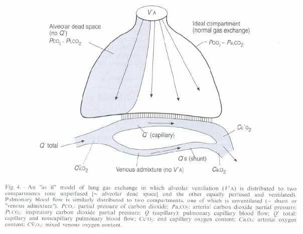 Modello di scambio dei gas a livello polmonare (As If