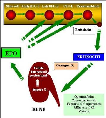 L Eritropoietina Il fattore che regola Fisiologicamente la produzione di EPO è l apporto di O 2 ai tessuti ovvero la condizione di ipossia.