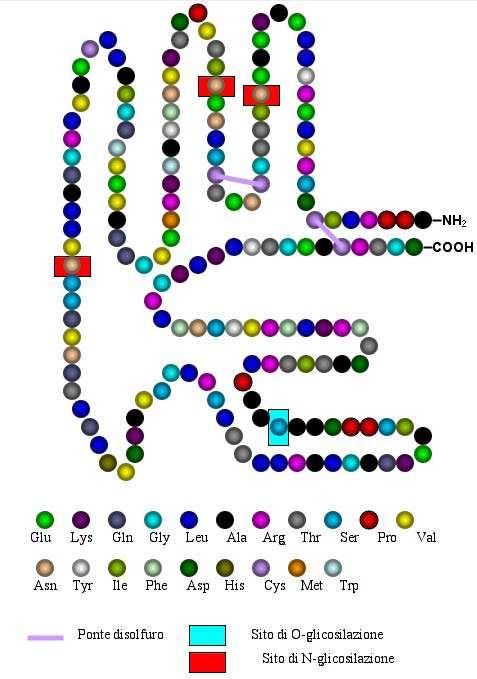 che producono EPO che a loro volta agiscono a livello midollare espandendo il compartimento eritroide e con esso il livello di O 2 ematico.