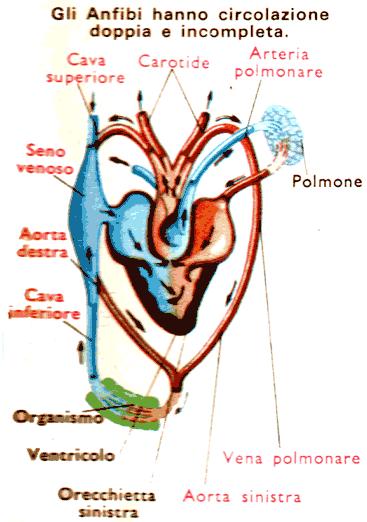 APPARATO CIRCOLATORIO Allo stadio larvale gli anfibi presentano un cuore formato da un ventricolo e da una sola orecchietta A seguito della metamorfosi il cuore degli anfibi