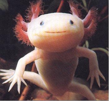 L Axolotl è un esempio di neotenia.