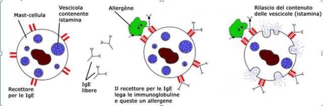 Per allergia si intende una reazione anomaladel sistema immunitario che si esprime con la produzione di IgE E una reazione immunologica verso proteine