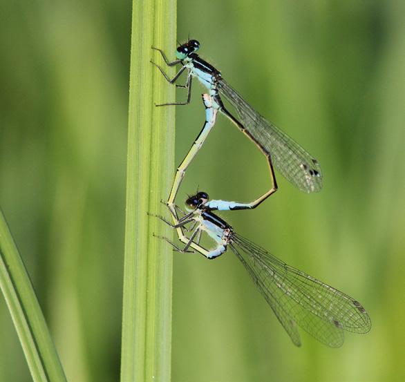 Fauna Le libellule della Val d Adige fra Merano e Salorno AUTONOME PROVINZ BOZEN - SÜDTIROL Abteilung Natur, Landschaft