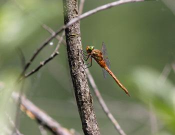 Dragone occhiverdi Aeshna isoceles Aspetto: Unico Dragone (gen. Aeshna) dagli occhi verdi.