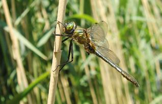 e stagni e lungo i fossi con vegetazione di sponda ben sviluppata Distribuzione in Val d Adige: frequente fra Bolzano e Salorno Smeralda bronzea Cordulia aenea Aspetto: Corpo di colore