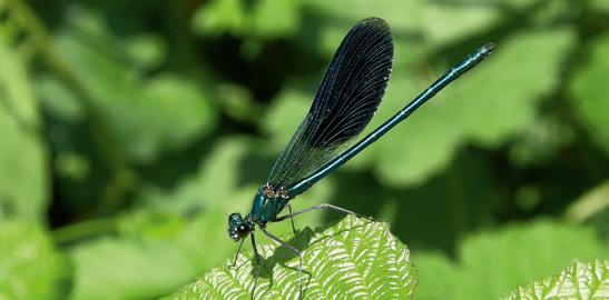 In Italia attualmente sono segnalate 93 specie di libellule, in Europa sono circa 140 e nel mondo più di 6000.