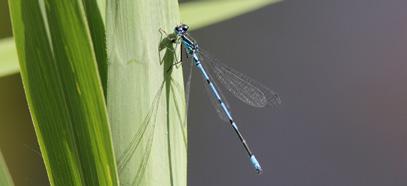 giardino) Distribuzione in Val d Adige: frequente Azzurrina comune Coenagrion puella Aspetto: piccola e esile Damigella di colorazione azzurra e disegno nero.