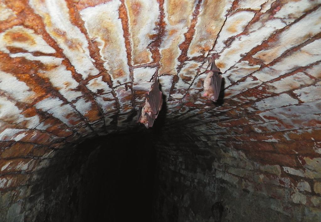 La colonia ospitante, con pazienza altruista, doveva aver insegnato agli ospiti dove cacciare, bere e tornare a riposare di giorno. Sono sicura che troveranno anche un rifugio adeguato per l inverno!