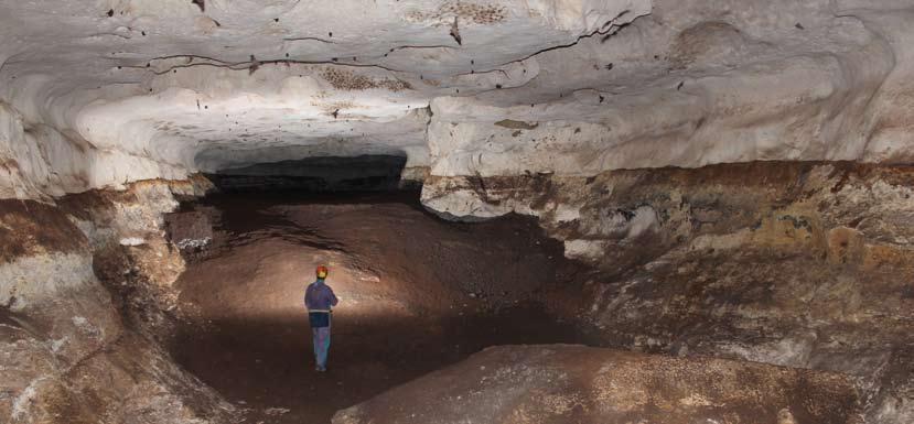 L antica estrazione di guano di pipistrello Nella Grotta, grazie alla presenza di grandi colonie di pipistrelli, si sono accumulati per secoli sul pavimento grandi depositi di guano, cioè degli