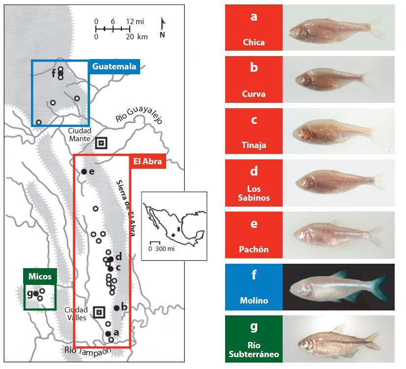 Evoluzione regressiva Convergenze evolutive nei pesci ciechi: tratti