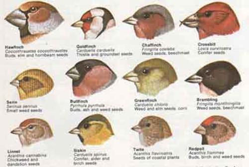 Evoluzione costruttiva Il processo che comporta lo sviluppo di nuove strutture o strutture modificate. Es.