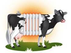 Il problema delle vacche in estate è la produzione di calore Produzione di calore descritto da una lampada da 100W ( Hoard s Dairyman Magazine, Maggio 2000) Un uomo a riposo produce il calore di una