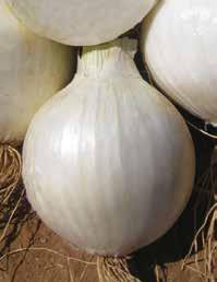>> CIPOLLA A GIORNO CORTO >> EUTERPE F1 Ibrido che può essere impiegato come over-wintering, oppure in semina continua per il consumo fresco come bunching onion, per ottenere il classico cipollotto a