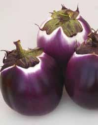 >> MELANZANA >> BRILLANT F1 Melanzana del tipo violetta con pianta di medio vigore, discretamente coprente, molto produttiva.