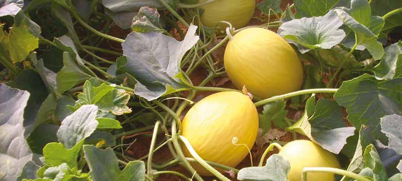 >> MELONE >> GIOLLI F1 Pianta vigorosa, molto rustica con produzione molto scalare. Ciclo mediotardivo.